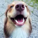 Jak dobrze dbać o zęby psa?