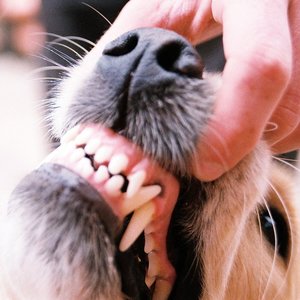 Przekąski dla zębów