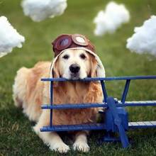 Przewożenie psa samolotem – podstawowe zasady