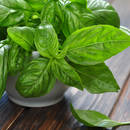 Właściwe sposoby przechowywania świeżej bazylii