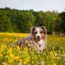 Jak zrobić przysmak dla psa – laski świąteczne?