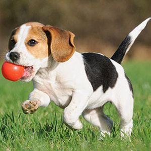 Pies i obce jedzenie – objawy zjedzenia?