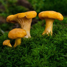 Jak przyrządzić dobry sos z kurek?