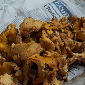 Potrzebne składniki spożywcze