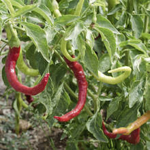 Podstawowe zasady uprawy papryki