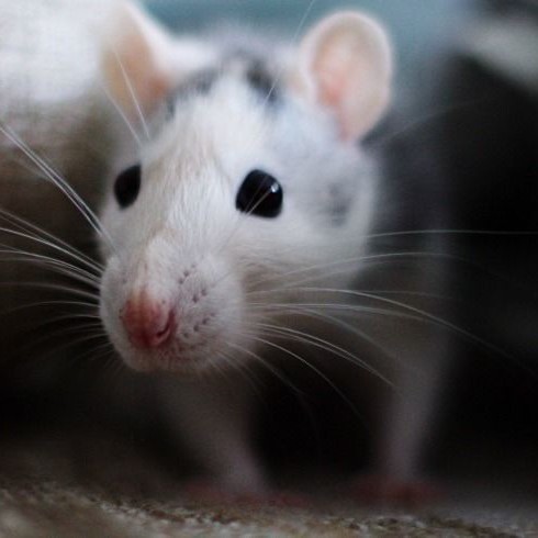 Opieka nad myszkami – podstawowe zasady