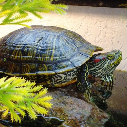 Czym odżywiać żółwia wodnego?