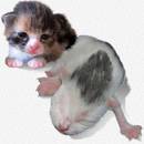 Jak zadbać o oddawanie moczu przez kocięta pozbawione matki?