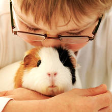 Jak oswoić kawię domową (świnkę morską)?