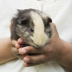 Oswajamy kawię domową – krok piąty