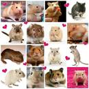 Na jakiego chomika się zdecydować?