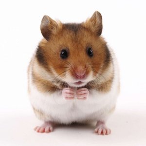 Jak rozpoznać zdrowego chomika?