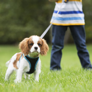 Jakie szelki wybrać?