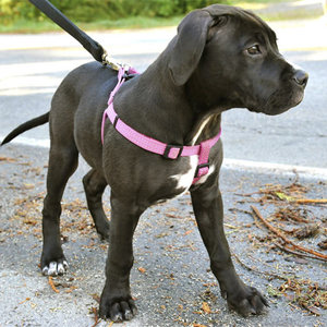 Dlaczego decydujemy się na szelki?