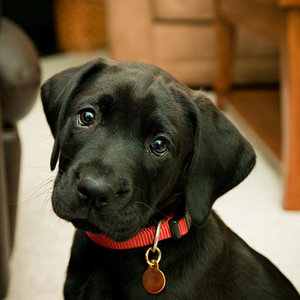 Jaką obrożę wybrać?