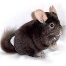 Opieka nad szynszylą – podstawowe zasady