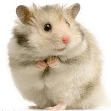 Jak zajmować się chomikiem?