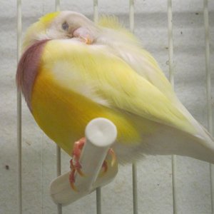 Osłabiona odporność