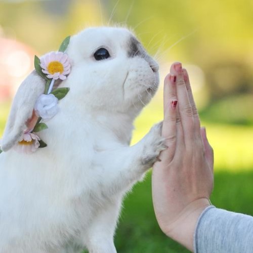 Jak się porozumieć z królikiem?