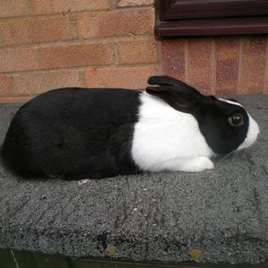 Gdy królik obraził się na nas