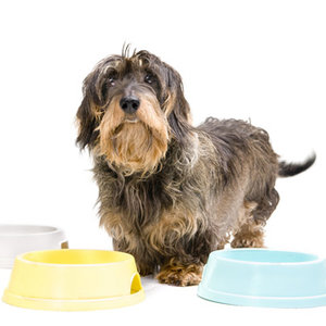 Prawidłowe żywienie psa – zasada pierwsza