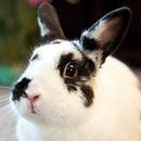 Jak się zajmować królikiem miniaturką?