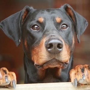 Czego potrzebuje pies?