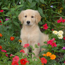 Jak nauczyć psa, by nie niszczył ogrodu?