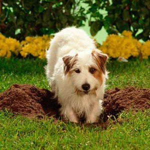 Chroń swój trawnik