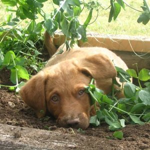 Spróbuj przechytrzyć psa