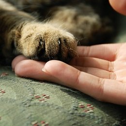 Kot i jego człowiek